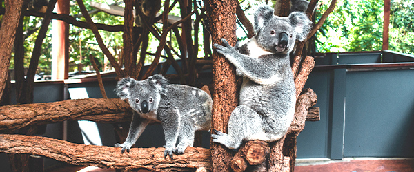 lone-pine-koala-sanctuary