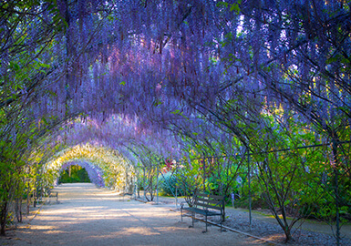 Jacaranda archway in Adelaide Botanic Gardens