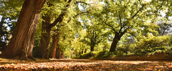 botanic-gardens_600x250