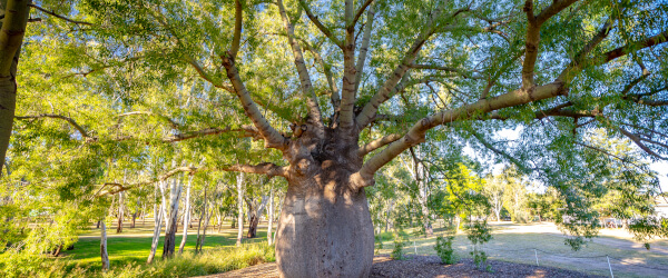 bottle-tree