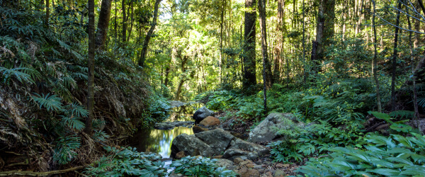 bunya-mountains-600×250
