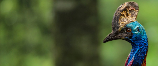 cassowary-spotting