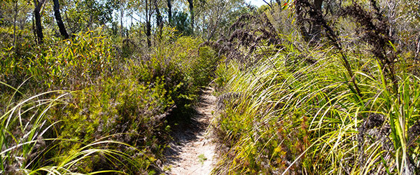 cooloola-great-walk