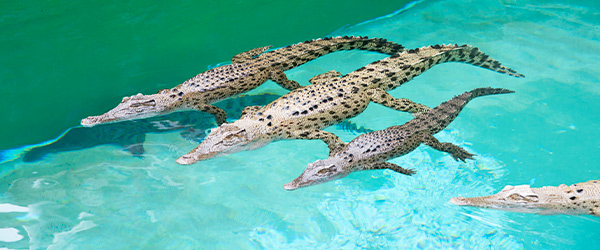 crocosaurus-cove