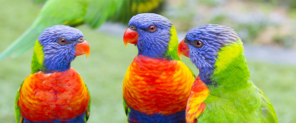 currumbin-wildlife-sanctuary