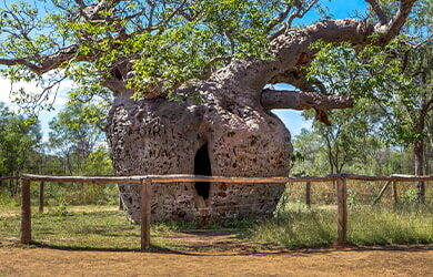 derbydestination_body_derbyprisontree