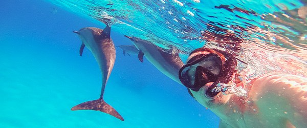 dolphin-marine-conservation-park