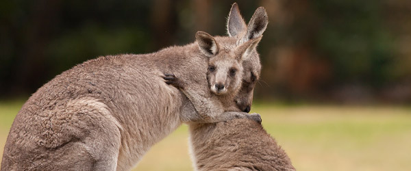 kangaroo-sanctuary
