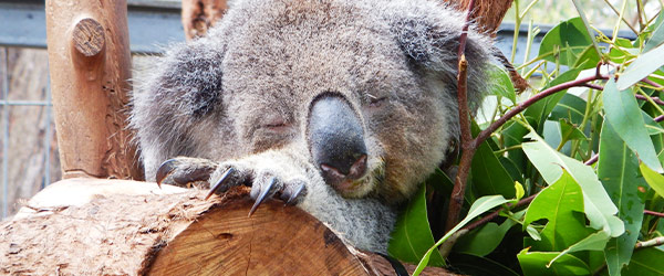 koala-hospital
