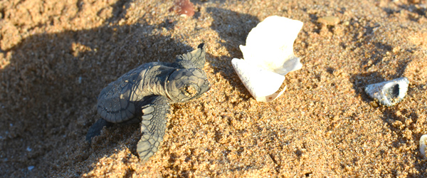 mon-repos-turtle-centre