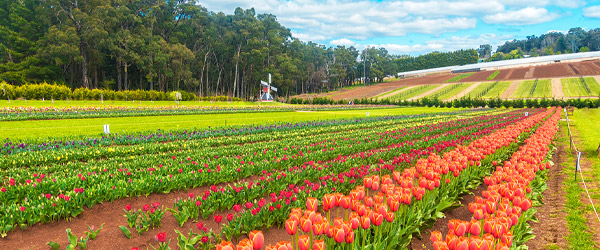 tulip-festival