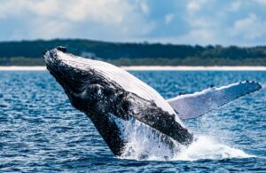 Whale Watching in Harvey Bay