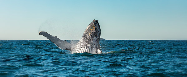 whale-watching