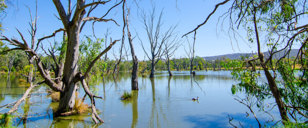 wonga_wetlands_650x200px