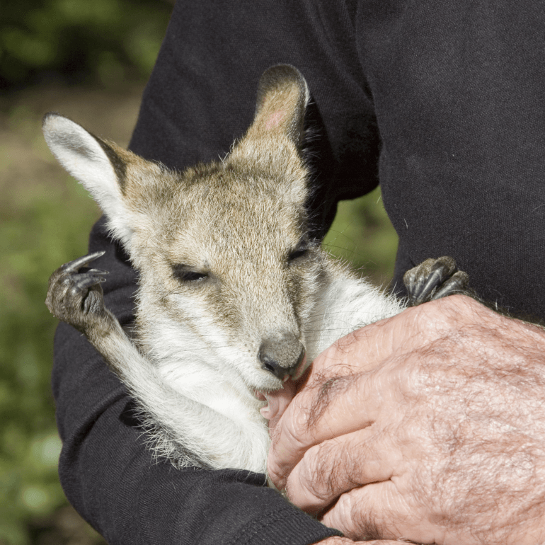Photo of a wildlife carer holding a joey wallaby.