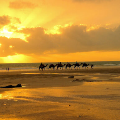 Camel train on Cable Beach at sunset.