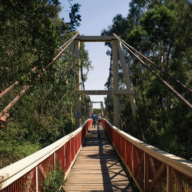 Wire footbridge through thick treetops.