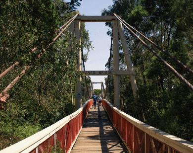 Wire footbridge through thick treetops.