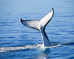 Whale